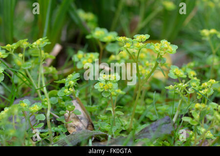 Di fronte-lasciava golden sassifraga (Chrysosplenium oppositifolium). Piccoli fiori gialli sulle piante nella famiglia Saxifragaceae Foto Stock