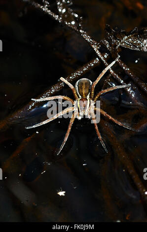 Femmina adulta zattera o palude spider sulla superficie dell'acqua. Dorset, Regno Unito Giugno 2014 Foto Stock