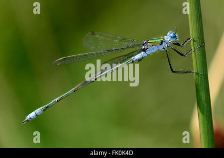 Emerald damselfly a riposo REGNO UNITO Foto Stock