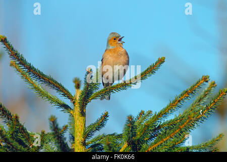 Fringuello Fringilla coelebs cantando contro il maschio di un colore blu cielo nel tardo inverno Foto Stock