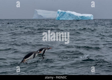 Due pinguini Gentoo nuoto nel sud dell'Oceano Atlantico vicino Antartide con gli iceberg in background Foto Stock