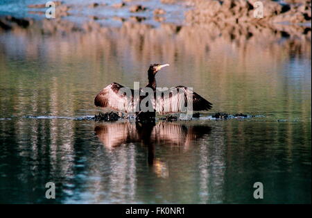 AJAXNETPHOTO. HAMBLE RIVER, Inghilterra. - Essiccazione - un cormorano uccelli marini si asciuga le sue ali in mattina la luce del sole estivo. Foto:JONATHAN EASTLAND/AJAX REF:TC6083 1 28A Foto Stock