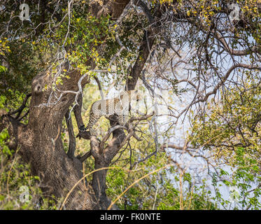 Leopard (Panthera pardus) in piedi su un ramo di albero vicino Zarafa Camp su Selinda Riserva, nord Botswana Foto Stock