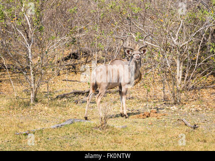 Kudu maggiore (Tragelaphus strepsiceros) in piedi nel bosco, Zarafa Camp, Selinda Riserva, Okavango Delta, il Kalahari, nel nord del Botswana Foto Stock