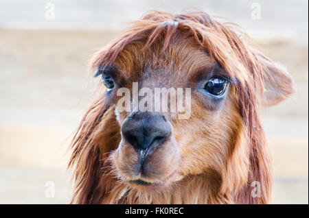 Colpo di testa di un alpaca Foto Stock