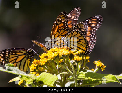 Farfalle monarca assaporerete un fiore milkweed Foto Stock