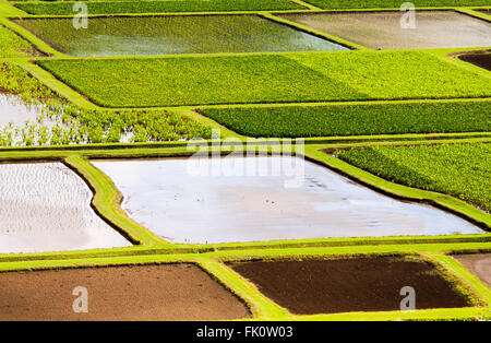 Il Taro risoni di Valle di Hanalei, appena al di fuori di Princeville, Kauai. Hawaii, Stati Uniti. Foto Stock