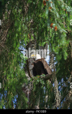 Aquila calva nella struttura ad albero Foto Stock