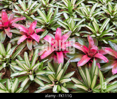 Piccolo rosso bromeliad in piante ornamentali campo del verde botanico. Foto Stock