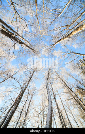 Coperta di neve tree vista prospettica guardando in alto Foto Stock