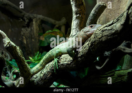 Caimano lucertola distesa sul ramo di albero Foto Stock