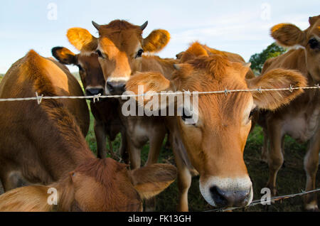 Da vicino con un sentito parlare di giovani mucche Jersey (caseificio) in una fattoria vicino ad una recinzione di filo spinato Foto Stock