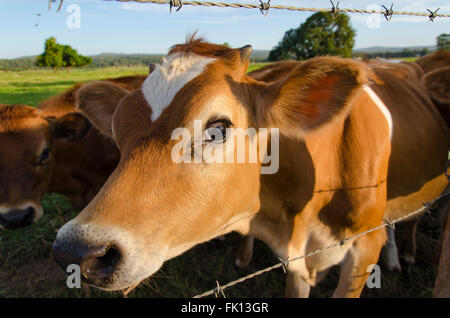 Da vicino con un sentito parlare di giovani mucche Jersey (caseificio) in una fattoria vicino ad una recinzione di filo spinato Foto Stock