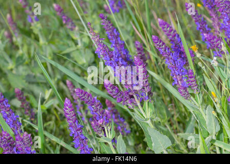 Sage in campo primaverile tra erbe selvatiche Foto Stock