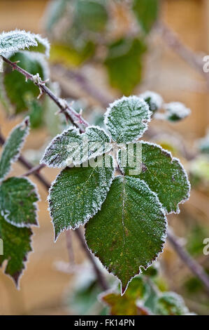 Coperto di brina foglie di rovo rovo Foto Stock