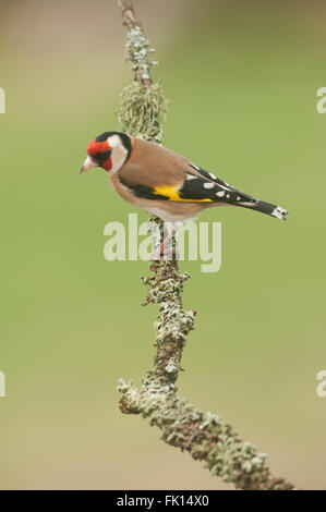 Cardellino europeo (Carduelis carduelis) su Lichen ramoscello Foto Stock