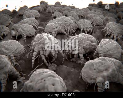 Gli acari della polvere, illustrazione. Gli acari della polvere si nutrono di scaglie di spargere la pelle umana e altri detriti organici. Essi vivono prevalentemente in Foto Stock