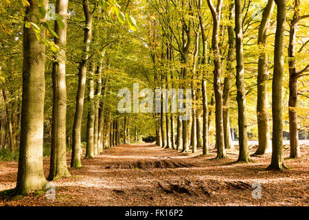Terreni fangosi strada sterrata coperta con caduta foglie e tronchi di alberi in una giornata di sole in autunno, Utrechtse Heuvelrug, Paesi Bassi Foto Stock