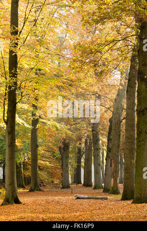Vista verticale di alberi, linee e molte foglie cadute in autunno nel parco in Baarn, Paesi Bassi Foto Stock