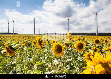 Campo di girasoli, con mulini a vento e cielo molto nuvoloso in backround Foto Stock