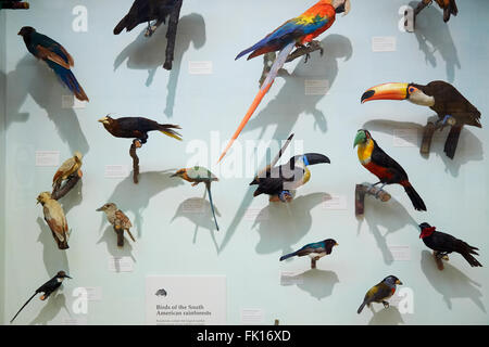 Museo di Storia Naturale farcita South American rain forest collezione di uccelli in Londra Foto Stock