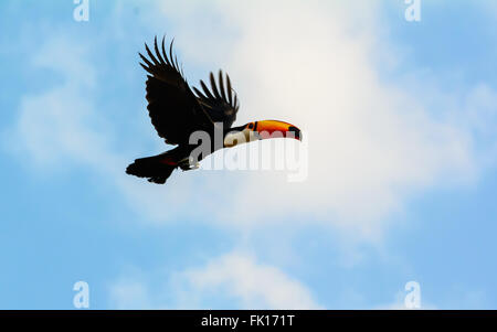 Trasduttore Toco toucan in volo Foto Stock