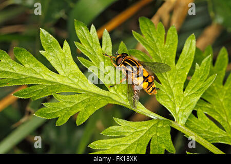 Hoverfly (Helophilus pendulus) in appoggio sulla lamina in hedge a bordo del campo di fattoria di Cheshire Regno Unito Agosto 2931 Foto Stock