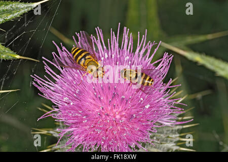 Hoverflies (specie Syrphus) sul fiore di cardo a bordo del campo di fattoria di Cheshire Regno Unito Luglio 3176 Foto Stock