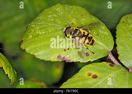 Hoverfly (Myathropa florea) in appoggio sulla lamina a bordo del bosco CHESHIRE REGNO UNITO Luglio 4040 Foto Stock