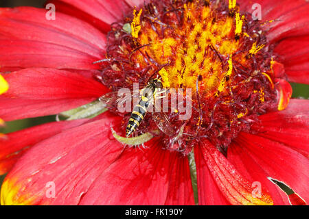 Hoverfly (Sphaerophoria scripta) alimentazione su Gaillardia fiore nel giardino CHESHIRE REGNO UNITO Luglio 9397 Foto Stock