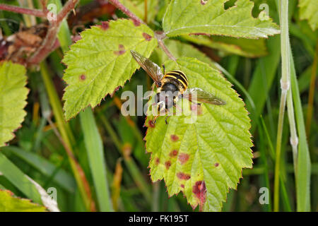 Hoverfly (Sericomyia silentis) in appoggio sulla lamina su strada orlo North Wales UK agosto 57495 Foto Stock