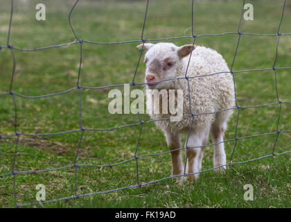 La foto in orizzontale di un agnello seduto su un prato verde campo con un recinto di fronte Foto Stock