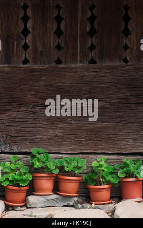 Verticale vista anteriore di cinque vasi con piante verdi in piedi sulle rocce con una parete in legno di una casa in background Foto Stock