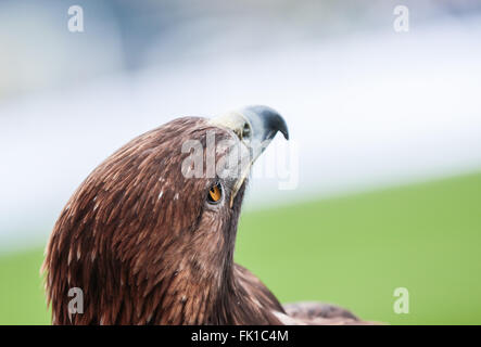 Francoforte mascotte del bird Atilla alza lo sguardo al cielo prima Bundesliga tedesca partita di calcio tra Eintracht Francoforte e FC Ingolstadt a Commerzbank-Arena, Germania, 05 marzo 2016. Foto: FRANK RUMPENHORST/dpa (EMBARGO CONDIZIONI - ATTENZIONE: grazie alle linee guida di accreditamento, il DFL consente solo la pubblicazione e utilizzazione di fino a 15 immagini per corrispondenza su internet e nei contenuti multimediali in linea durante la partita). Foto Stock