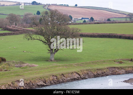 Comune di Lone Oak tree, noto anche come inglese Oak ( Quercus robur ) nell'angolo di un campo di fattoria nel North Devon Foto Stock