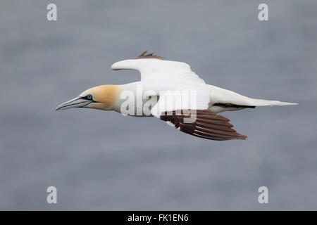 Adulto Northern Gannet Morus bassanus in volo lungo la costa delle Shetland Foto Stock