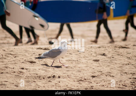 Seagull di camminare sulla sabbia come Surfer testa nella direzione opposta Foto Stock
