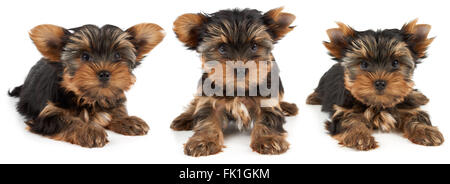 Cucciolo di Yorkshire Terrier su sfondo bianco. Apparecchio per la cura dei capelli tagliati su cucciolo le orecchie. Foto Stock