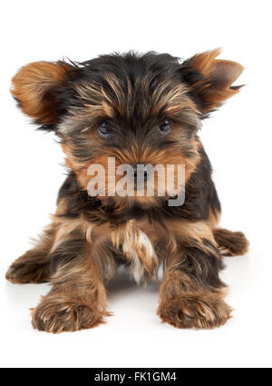 Un cucciolo di Yorkshire Terrier con taglio di capelli su un orecchio Foto Stock