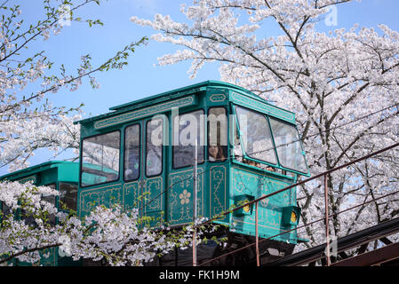 MIYAGI,Giappone - aprile 16 : una pendenza vettura fa la sua strada giù per un sentiero dei fiori di ciliegio dalla cima di una collina nel castello Funaoka Rui Foto Stock