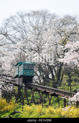 Un pendio vettura fa la sua strada giù per un sentiero dei fiori di ciliegio dalla cima di una collina nel castello Funaoka rovina a Miyagi,Giappone Foto Stock