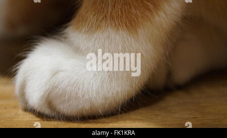 Close-up di singolo cat zampa sul pavimento in legno Foto Stock