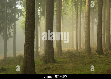 Im Wald Nebel - Foresta di velatura 02 Foto Stock