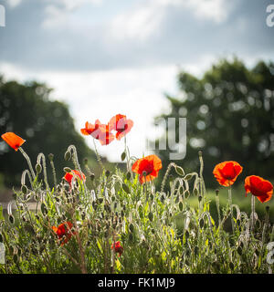 Campo comune di papavero (Papaver rhoeas) crescente selvatici nella campagna inglese e su un orlo in Norfolk. Foto Stock