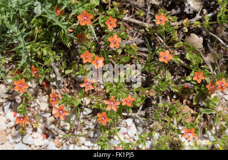 Scarlet pimpernel (Anagallis arvense) vicino a Kallikratis, Creta, Grecia Foto Stock