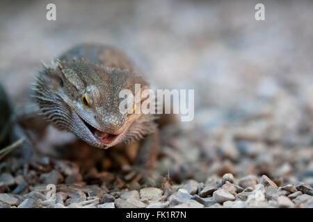 Drago barbuto una fantastica e cordiale lizard Foto Stock
