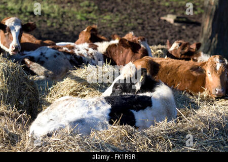 Posa di bestiame in paglia vicino a un contenitore di fieno Foto Stock