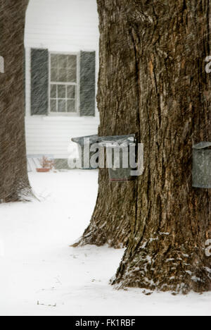 Toccando gli alberi di acero con vecchio stile cestelli metallici per rendere lo sciroppo d'acero durante una Nuova Inghilterra tempesta di neve. Foto Stock