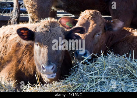 Posa di bestiame in paglia vicino a un contenitore di fieno Foto Stock