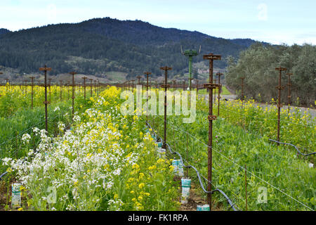 Napa Valley vineyard all inizio della molla Foto Stock